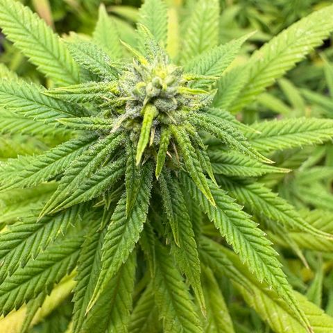 🍌Banana Runtz  growlog timeline photo