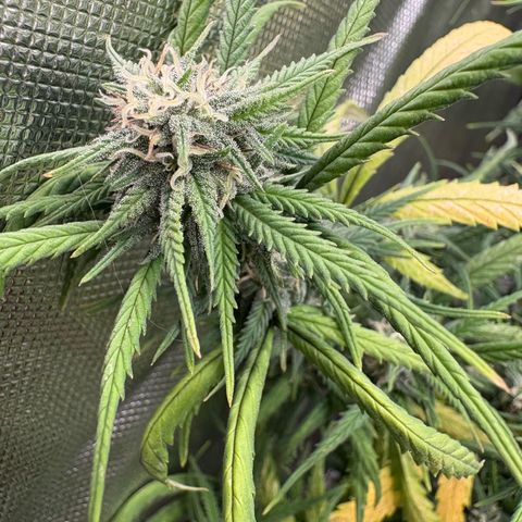 🍌Banana Runtz  growlog timeline photo