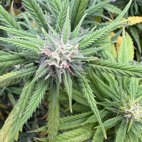 🍌Banana Runtz  growlog timeline photo