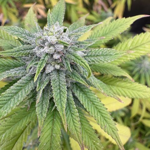 🍌Banana Runtz  growlog timeline photo