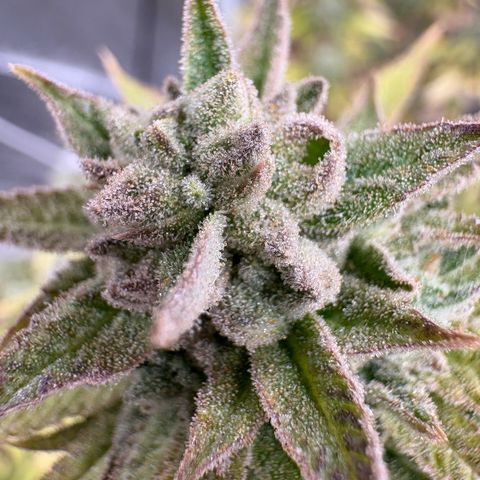 🍌Banana Runtz  growlog timeline photo