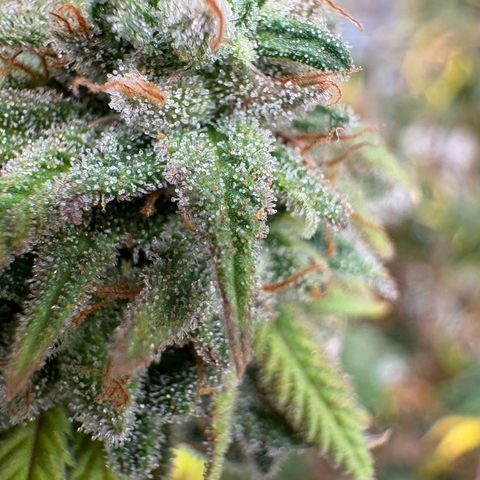 🍌Banana Runtz  growlog timeline photo
