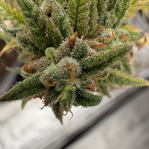 🍌Banana Runtz  growlog timeline photo