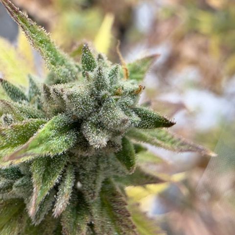 🍌Banana Runtz  growlog timeline photo