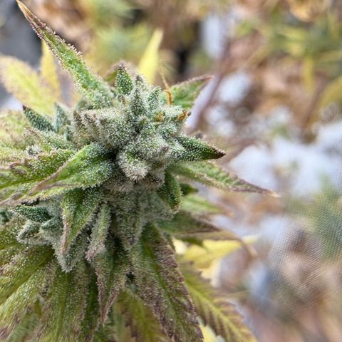 🍌Banana Runtz  growlog timeline photo