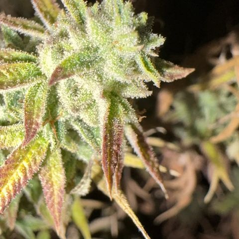 🍌Banana Runtz  growlog timeline photo