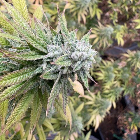 🍌Banana Runtz  growlog timeline photo
