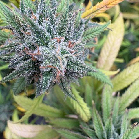 🍌Banana Runtz  growlog timeline photo