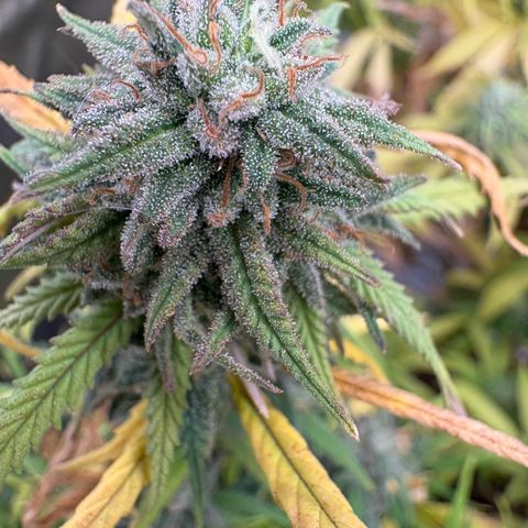 🍌Banana Runtz  growlog timeline photo
