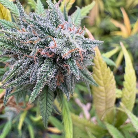 🍌Banana Runtz  growlog timeline photo