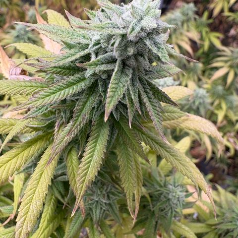 🍌Banana Runtz  growlog timeline photo