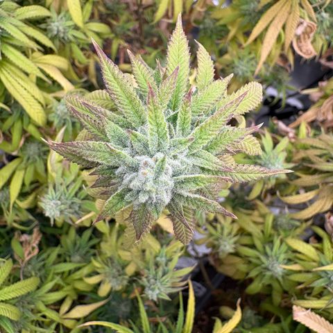 🍌Banana Runtz  growlog timeline photo