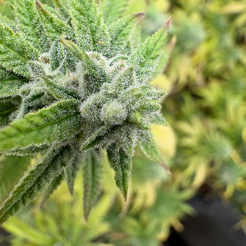 🍌Banana Runtz  growlog timeline photo