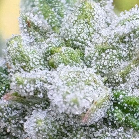 🍌Banana Runtz  growlog timeline photo