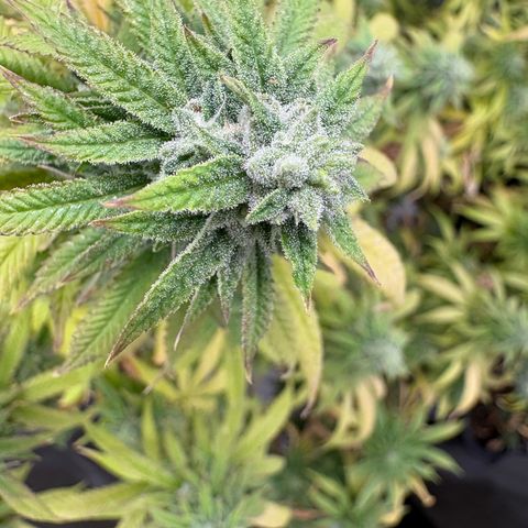🍌Banana Runtz  growlog timeline photo