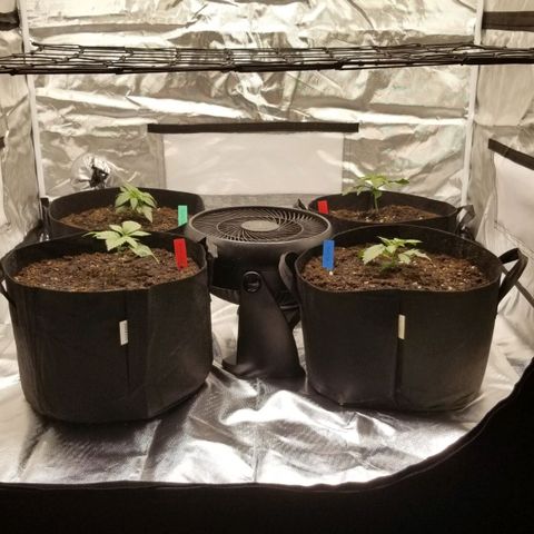 Purple OG growlog timeline photo
