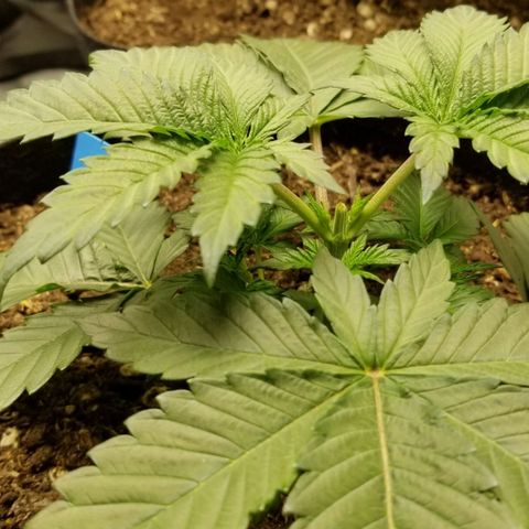 Purple OG growlog timeline photo