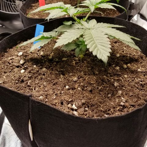 Purple OG growlog timeline photo