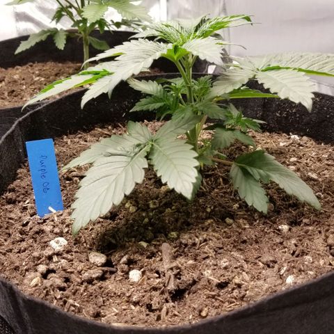 Purple OG growlog timeline photo