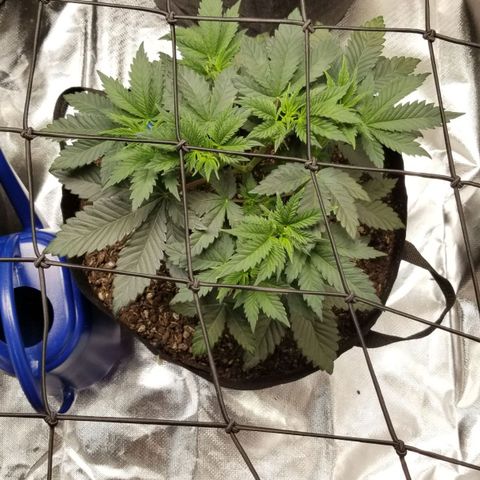 Purple OG growlog timeline photo