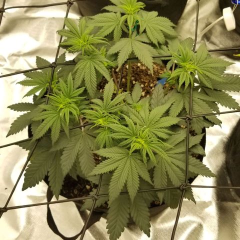 Purple OG growlog timeline photo