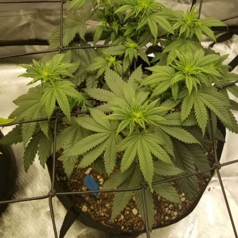 Purple OG growlog timeline photo