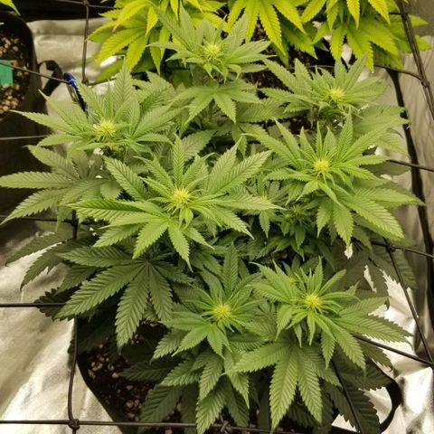Purple OG growlog timeline photo