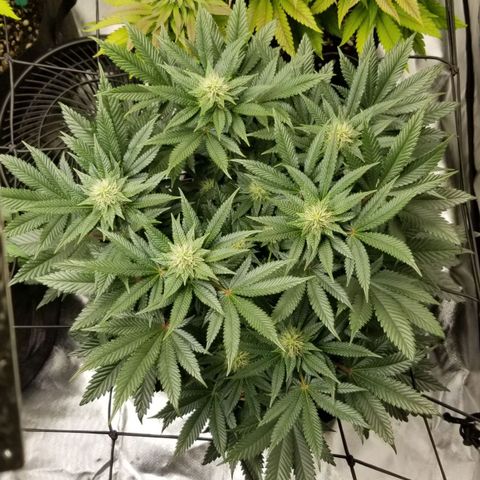 Purple OG growlog timeline photo