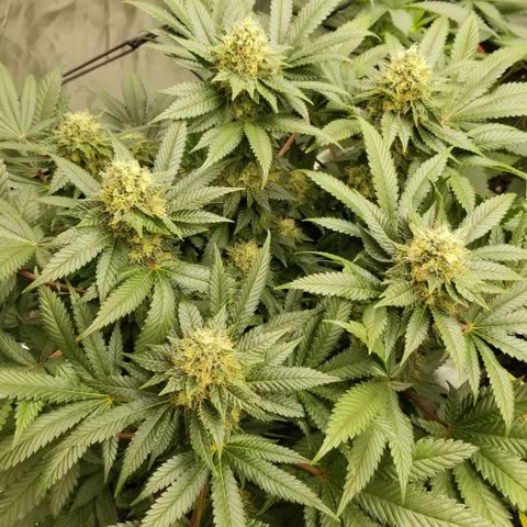 Purple OG growlog timeline photo