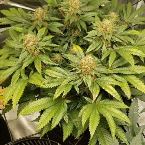 Purple OG growlog timeline photo