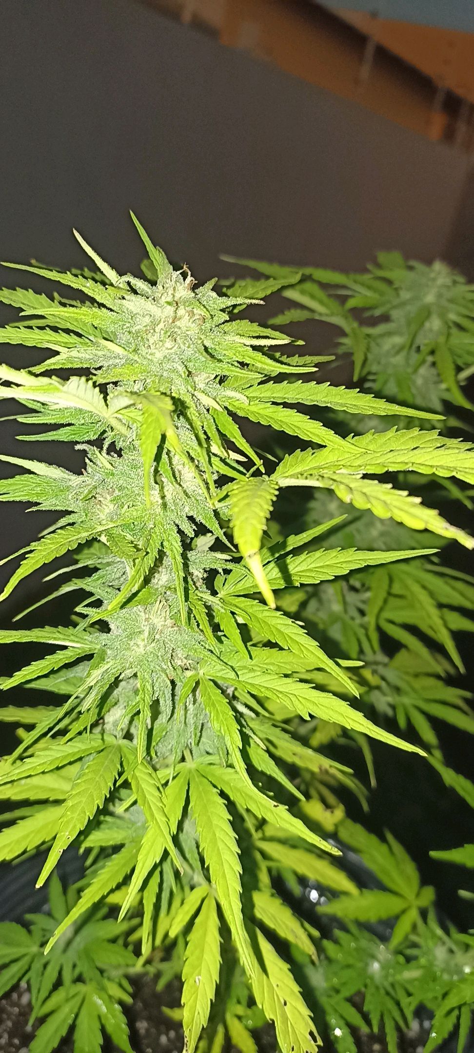 Auto Gorilla Glue #4 growlog header