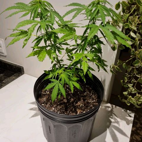 Auto Gorilla Glue #4 growlog photo