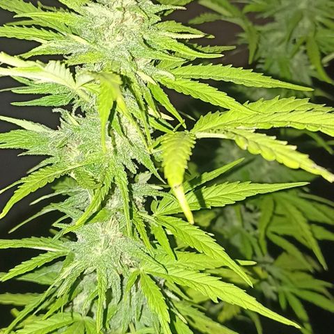 Auto Gorilla Glue #4 growlog photo
