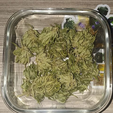 Auto Gorilla Glue #4 growlog photo
