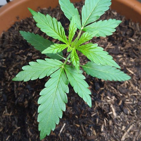 Tiffi growlog timeline photo