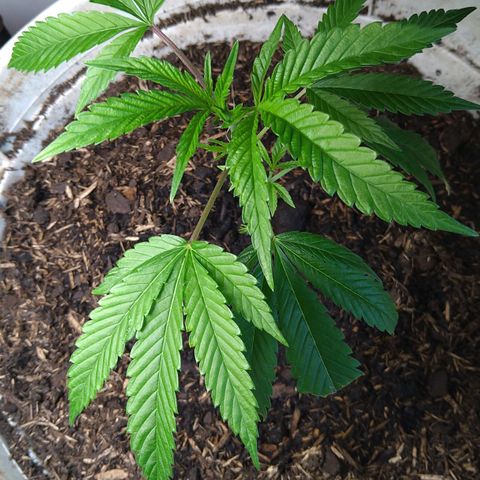 Tiffi growlog timeline photo