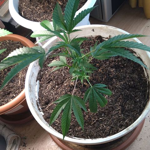 Tiffi growlog photo: Alle drei pflanzen wachsen. Die große, ist eine Tropicanna Banana. Die beiden anderen, sind White Skunk. Habe vor zwei Wochen, eine Vollspektrum LED - Lampe gekauft. Und diese wirkt wäre Wunder. Es ist eine Standlampe mit 200 Watt. Bei schlechtem Wetter stehen diese unter der LED - Vollspektrum Lampe. Ein Growzelt mit Extras habe ich mir gespart. Und trotzdem wachsen alle sehr gut.