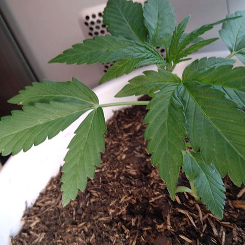 Tiffi growlog photo: Alle drei pflanzen wachsen. Die große, ist eine Tropicanna Banana. Die beiden anderen, sind White Skunk. Habe vor zwei Wochen, eine Vollspektrum LED - Lampe gekauft. Und diese wirkt wäre Wunder. Es ist eine Standlampe mit 200 Watt. Bei schlechtem Wetter stehen diese unter der LED - Vollspektrum Lampe. Ein Growzelt mit Extras habe ich mir gespart. Und trotzdem wachsen alle sehr gut.