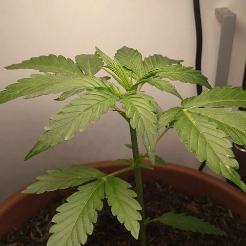 Tiffi growlog photo: Alle drei pflanzen wachsen. Die große, ist eine Tropicanna Banana. Die beiden anderen, sind White Skunk. Habe vor zwei Wochen, eine Vollspektrum LED - Lampe gekauft. Und diese wirkt wäre Wunder. Es ist eine Standlampe mit 200 Watt. Bei schlechtem Wetter stehen diese unter der LED - Vollspektrum Lampe. Ein Growzelt mit Extras habe ich mir gespart. Und trotzdem wachsen alle sehr gut.