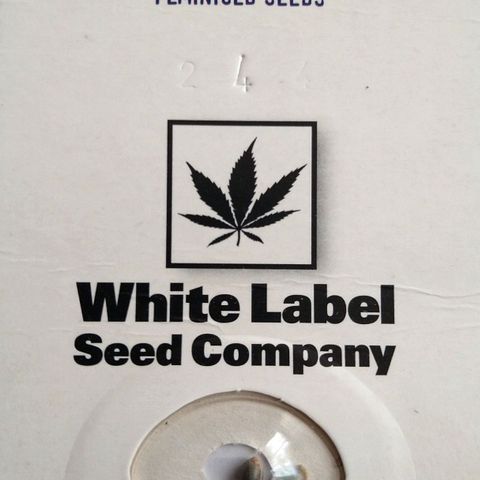 Tiffi growlog photo: Die Samen sind von Sensi Seeds. Wie ihr sieht, sind alle gekeimt und wachsen. Je größer die Pflanzen werden, schneide ich gelegentlich Blätter ab. Daraus mache ich Tee.