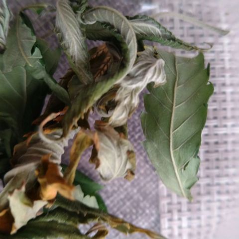 Tiffi growlog photo: Die Samen sind von Sensi Seeds. Wie ihr sieht, sind alle gekeimt und wachsen. Je größer die Pflanzen werden, schneide ich gelegentlich Blätter ab. Daraus mache ich Tee.