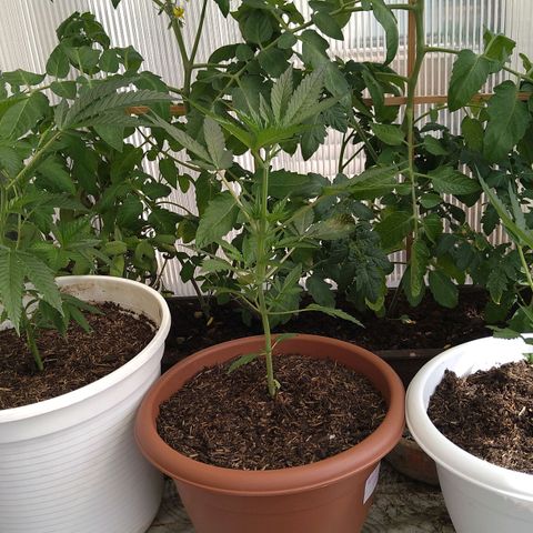 Tiffi growlog photo: Heute scheint mal die Sonne ☀️. Also raus auf dem Balkon.