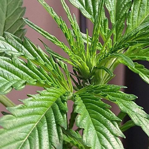 Tiffi growlog photo: Alle drei Pflanzen wachsen prächtig 😁. Vorblüte hat begonnen. Sie geben auch schon einen angenehmen Duft ab.