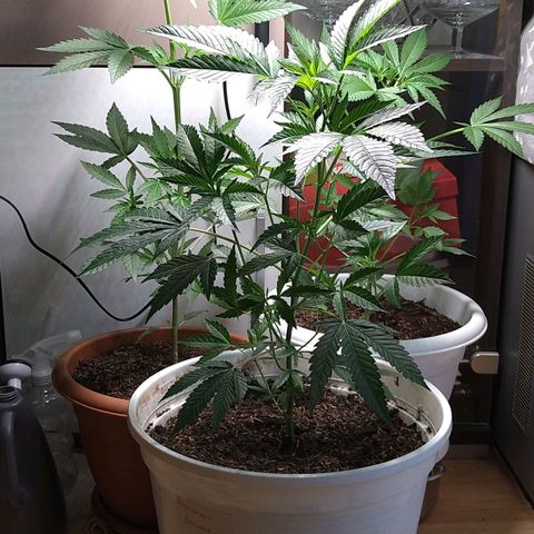 Tiffi growlog photo: Alle drei Pflanzen wachsen prächtig 😁. Vorblüte hat begonnen. Sie geben auch schon einen angenehmen Duft ab.