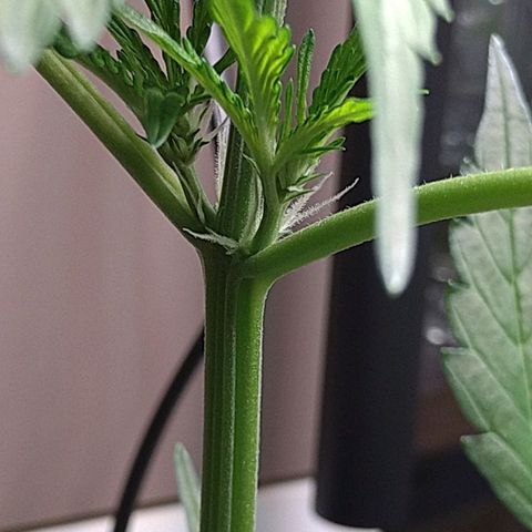 Tiffi growlog photo: Alle drei Pflanzen wachsen prächtig 😁. Vorblüte hat begonnen. Sie geben auch schon einen angenehmen Duft ab.