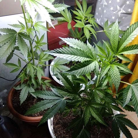 Tiffi growlog photo: Alle drei Pflanzen wachsen prächtig 😁. Vorblüte hat begonnen. Sie geben auch schon einen angenehmen Duft ab.
