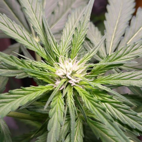 Tiffi growlog timeline photo