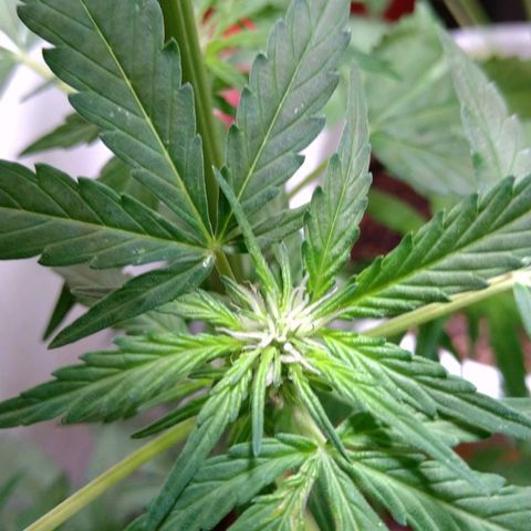 Tiffi growlog timeline photo