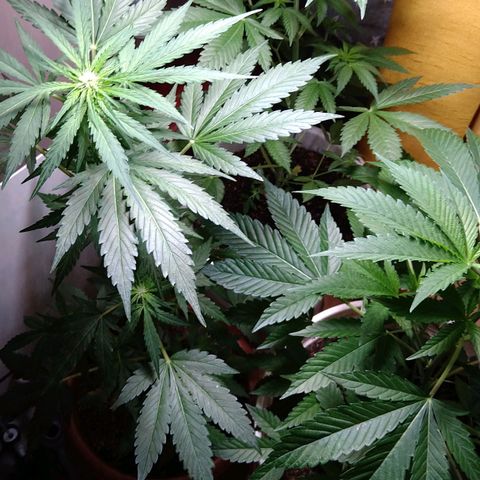 Tiffi growlog timeline photo