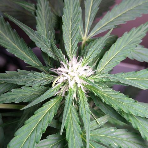 Tiffi growlog photo: Die Blüten wachsen.
